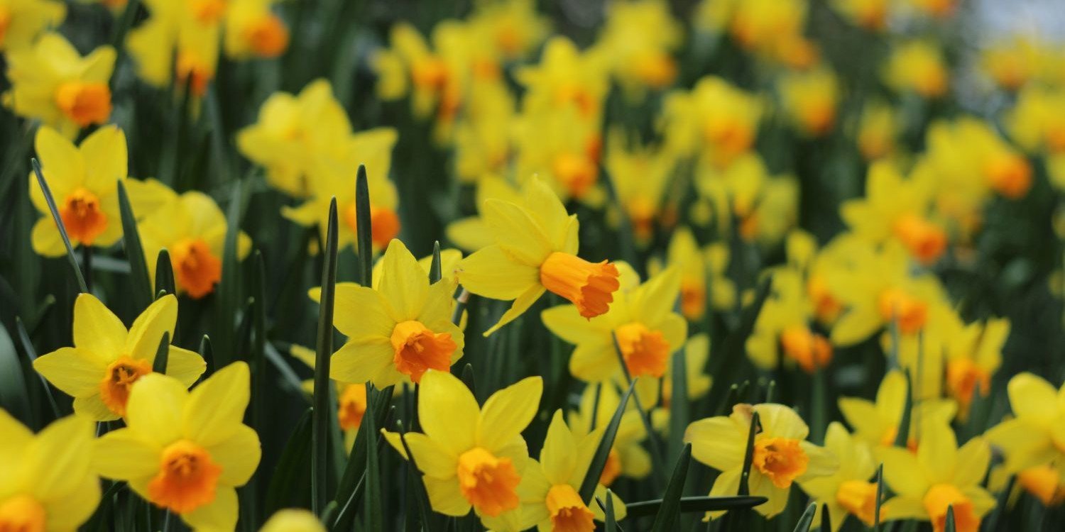 Vaughan Open Research Forum - Poetry and the Adult Student