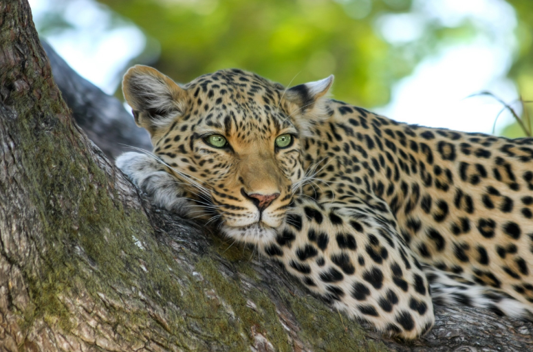 Leopard lying on a tree