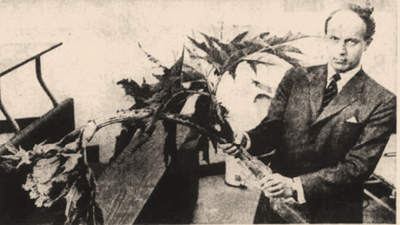 A man in a suit holding apiece of Giant Hogweed.