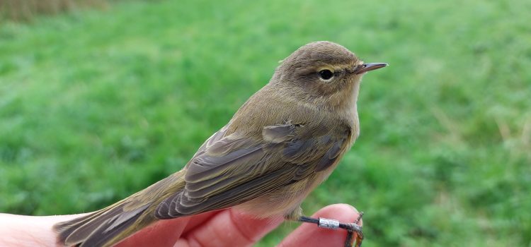 April Forum: Bird Ringing