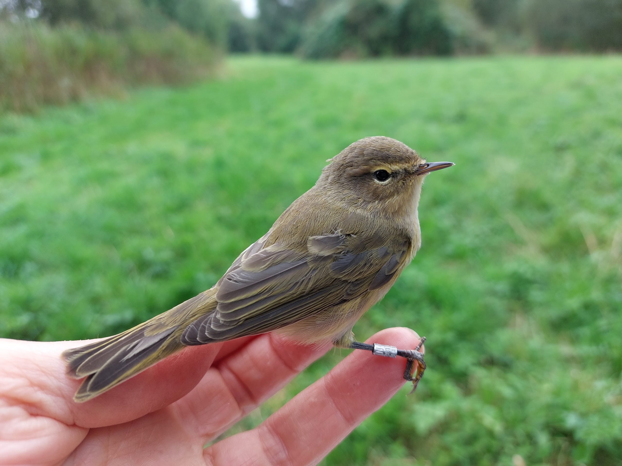 A bird sitting on a person's hand. The bird has a ring around its leg.